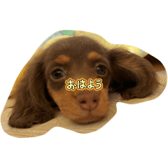 taffy_20260409005904