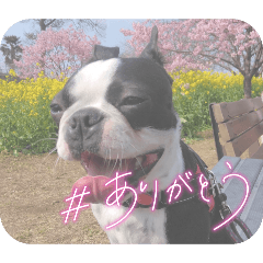 Hoshinomi_20260409131440