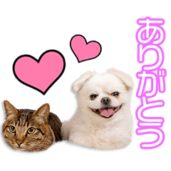 My beloved Natsu&Gen