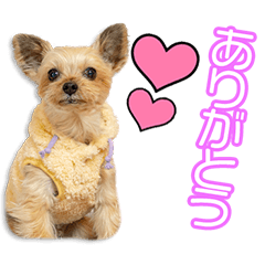 My beloved Kotaro Miyazaki