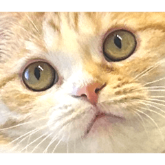 Yuringo_20260409134833