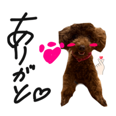 toypoo_20260409152713