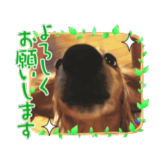 harami_20260409212700