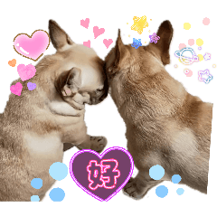 Dogs and Cats all my family