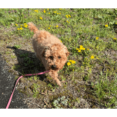 Nzcarry_20260409154928