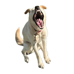 Maomao_20260409190029