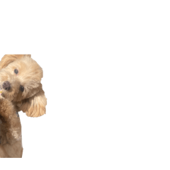 poyon_20260409191042