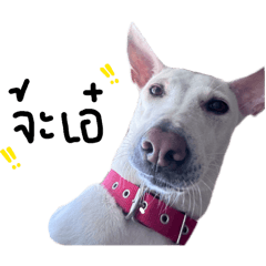 Pinkywinky_20260403152915