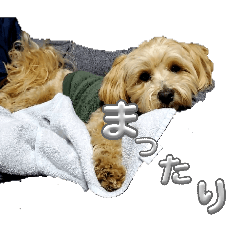 CHERRY_20260409162655