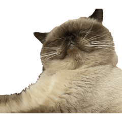 Exotic Shorthair Ron-1