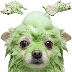 BIG! 博美犬正在洗頭