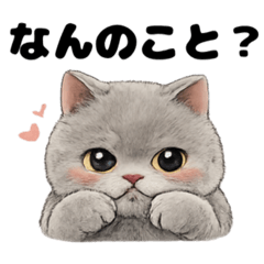 Cute British Shorthair Stickers
