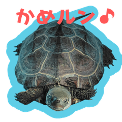 This is Kame-run the healing turtle