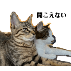 mikachin!_20260409201950