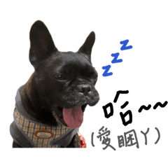 我叫黑糖今年7歲