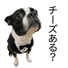 Boston TerrierHonne 3 - Gourmet