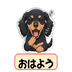 Cutest Black & Tan Mini Dachshund