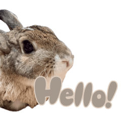 可愛阿米(≧∇≦)