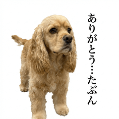 Cocker Spaniel Honne 2 - Greetings