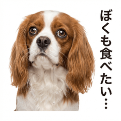 CavalierHonne 3 - Gourmet