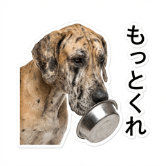 Great DaneHonne 3 - Gourmet