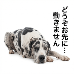 Great Dane Honne 2 - Greetings