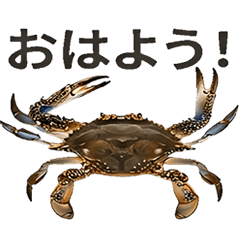 [Greetings] Blue crab (Gazami) [Crab]