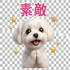 I love Maltese dogs