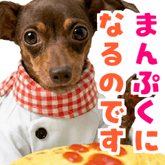 Manpuku Dog