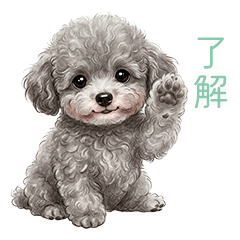 toypoodleLOVECUTE