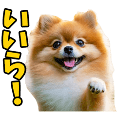 静岡弁☆ポメラニアン