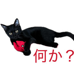 kuromaru_20260409205647