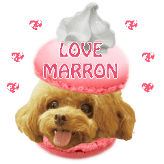 cute toypoodle marron