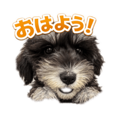 yu_cha_20260409212348