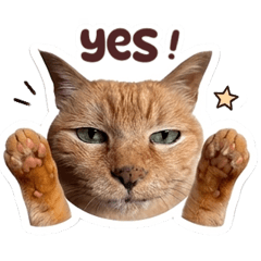 Lovely Days with Cats