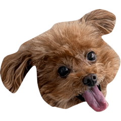 mushroom_20260409170452