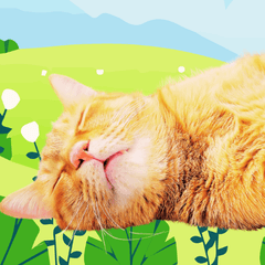 鬆餅餅是隻胖橘貓2