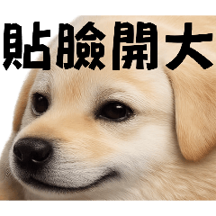 我的刀盾 但是貼臉拉不拉多
