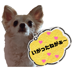 SpopoA_20260406082653