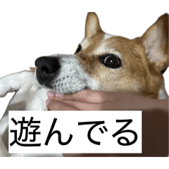 Pipin_20260409180317