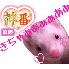 shima_20260410014528