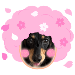 cocco_20260410081207