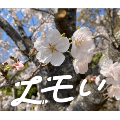 mitsu_20260410124043