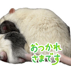 fancy rat_20260409225412