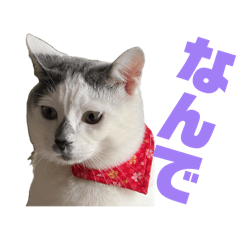 kiyokiyo_20260409211522