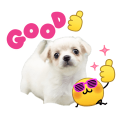 犬と猫で挨拶返事