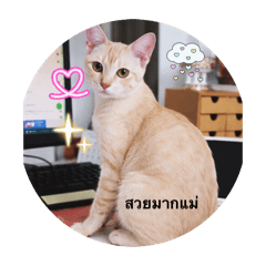 DDfamely_20260409163125