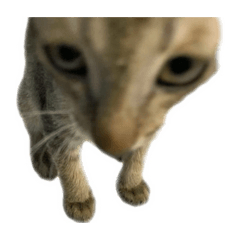 panatt_20260409170403