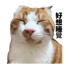 管沛沛的專屬貼圖