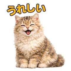 For Selkirk Rex cats and cat lovers